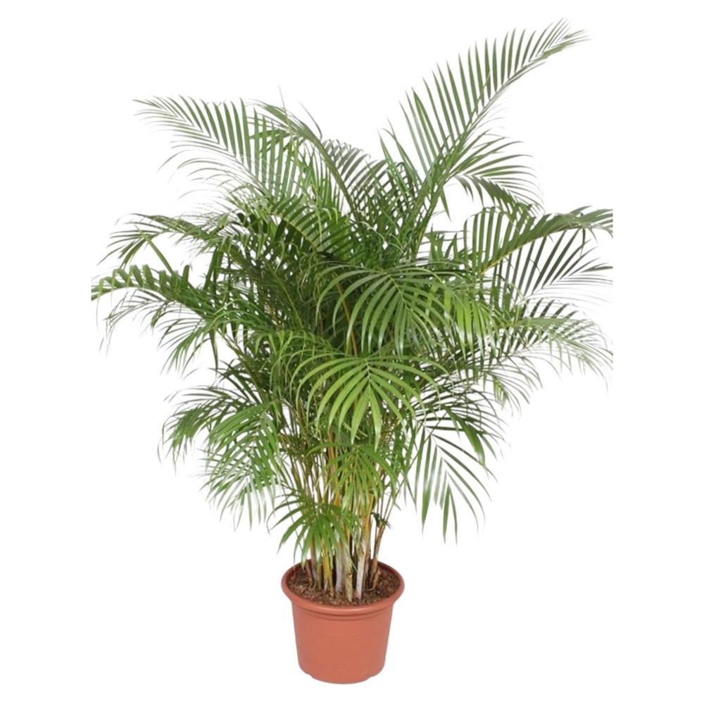 Dypsis lutescens