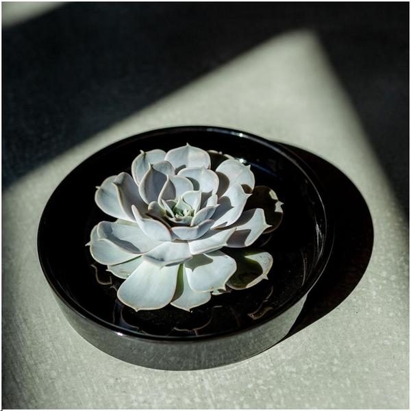 Echeveria lilacina