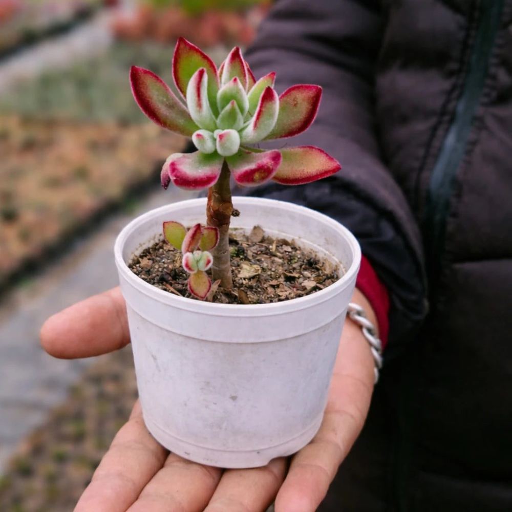 Echeveria pulvinata