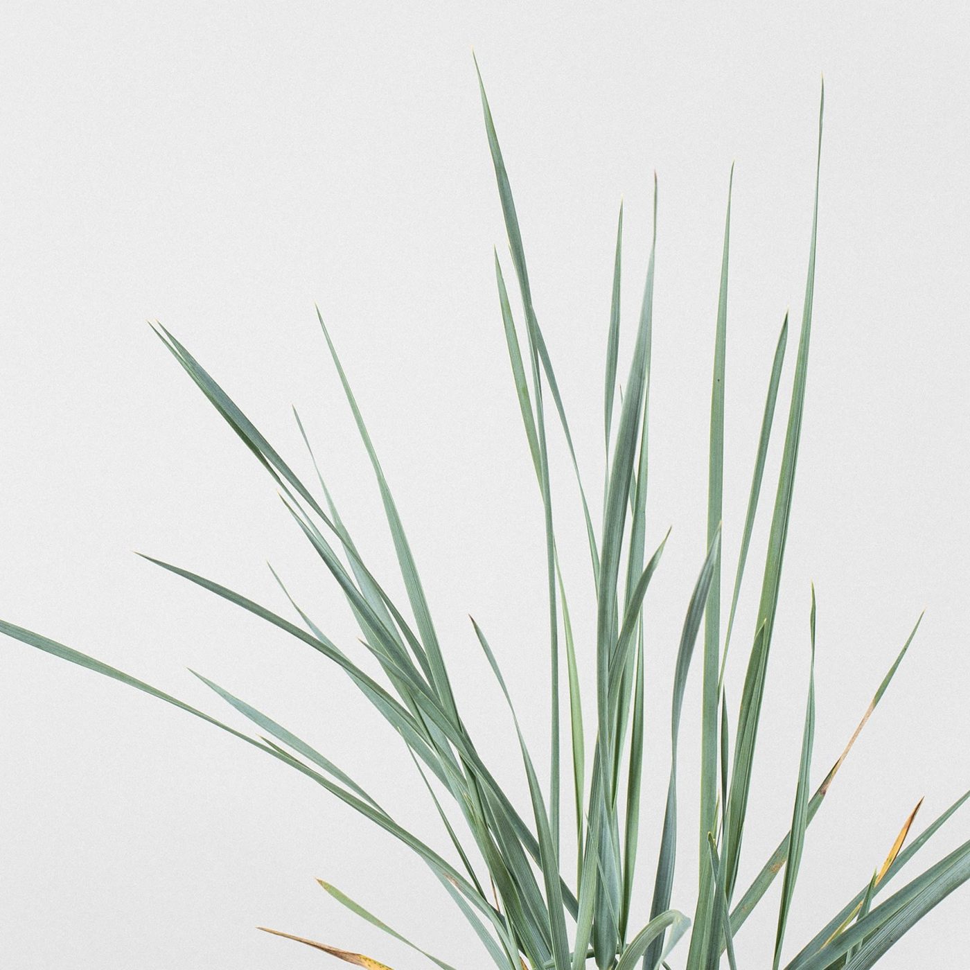 Elymus arenarius