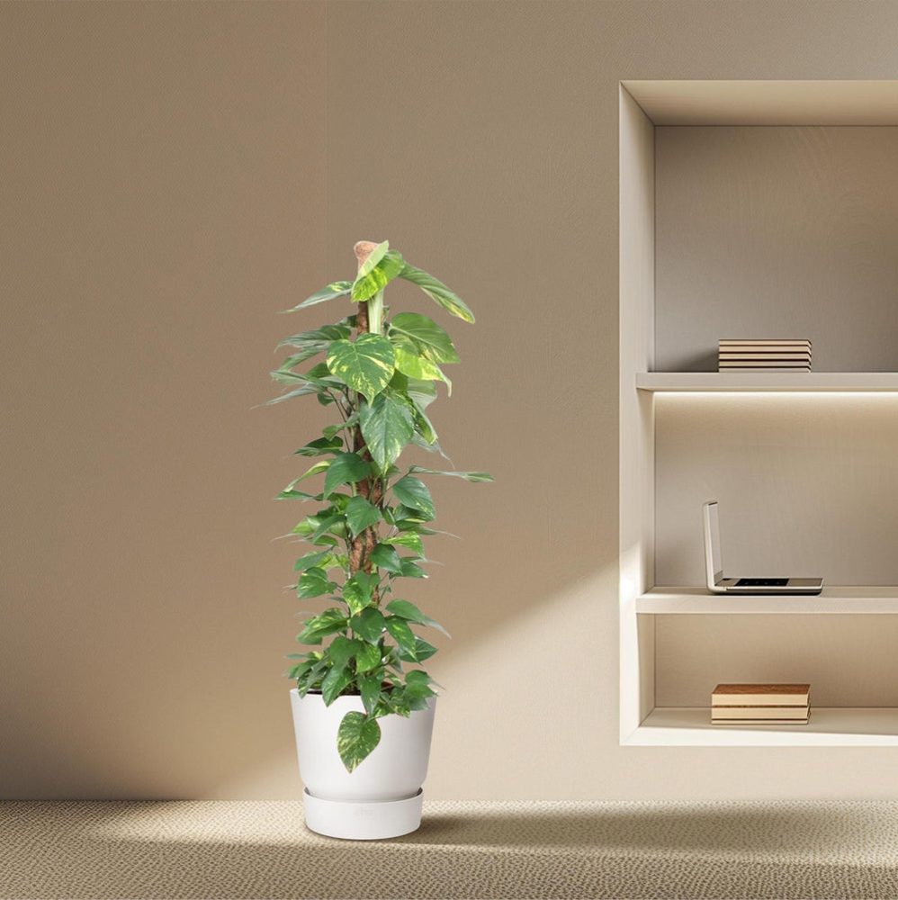 Epipremnum aureum