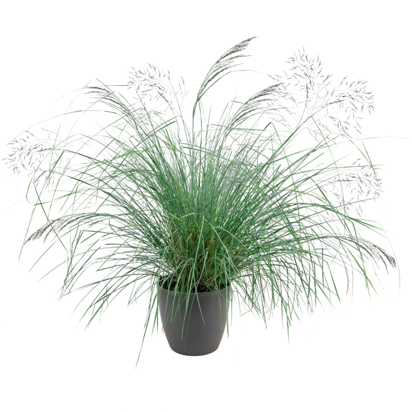 Eragrostis elliottii