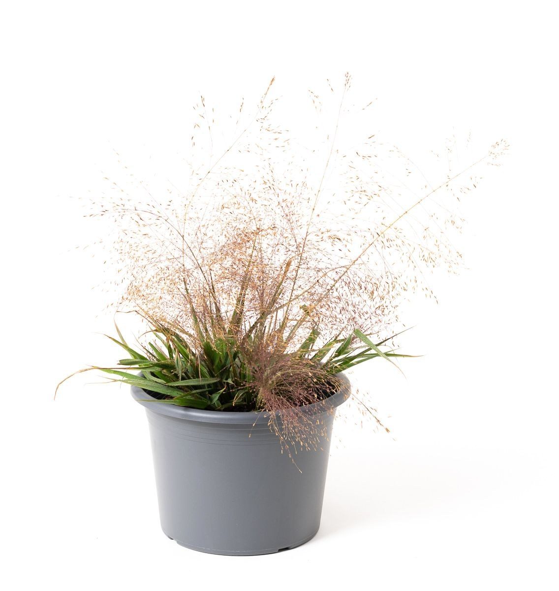Eragrostis spectabilis