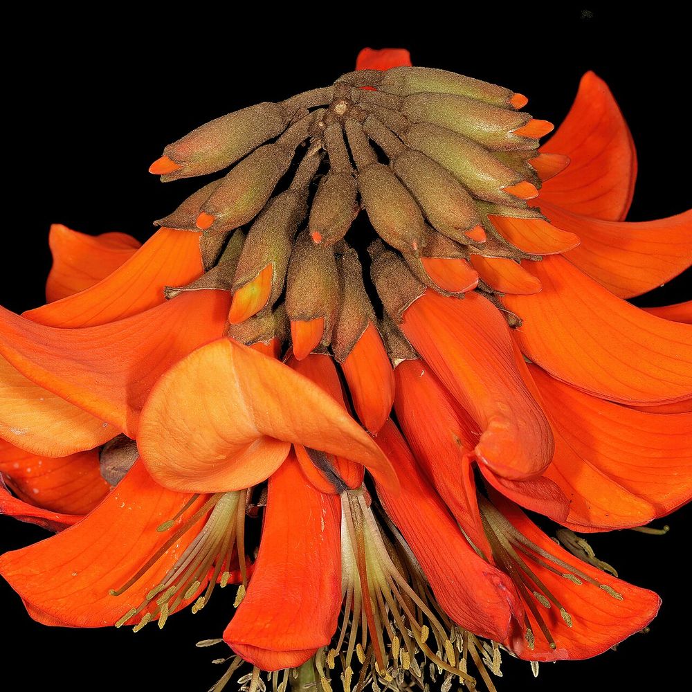 Erythrina caffra