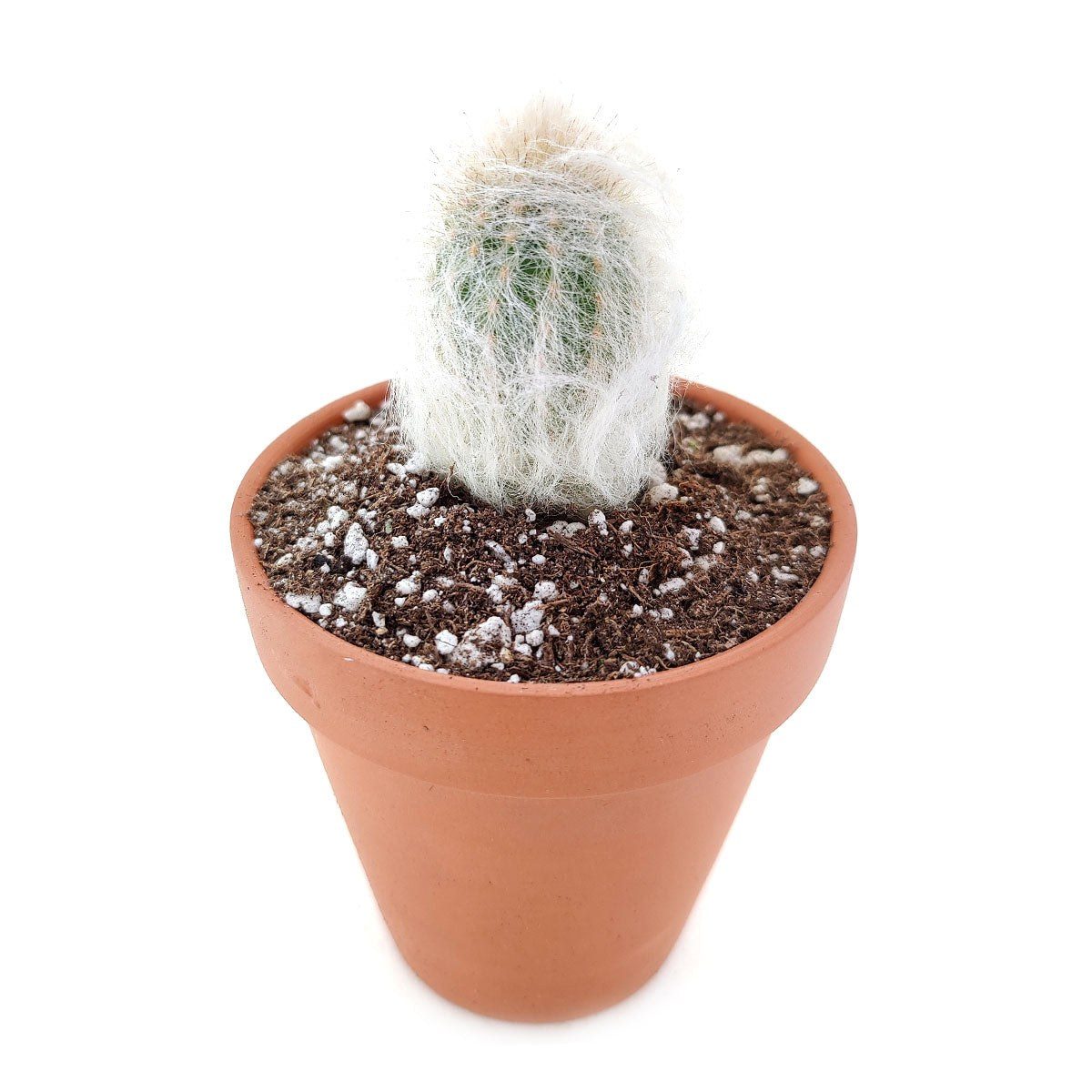Espostoa lanata
