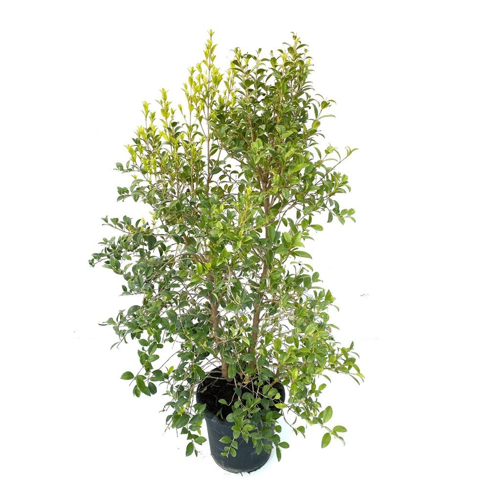 Eugenia myrtifolia