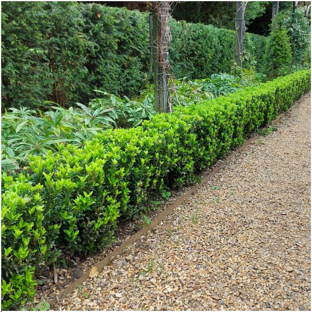 Euonymus japonicus 'Green Spire'