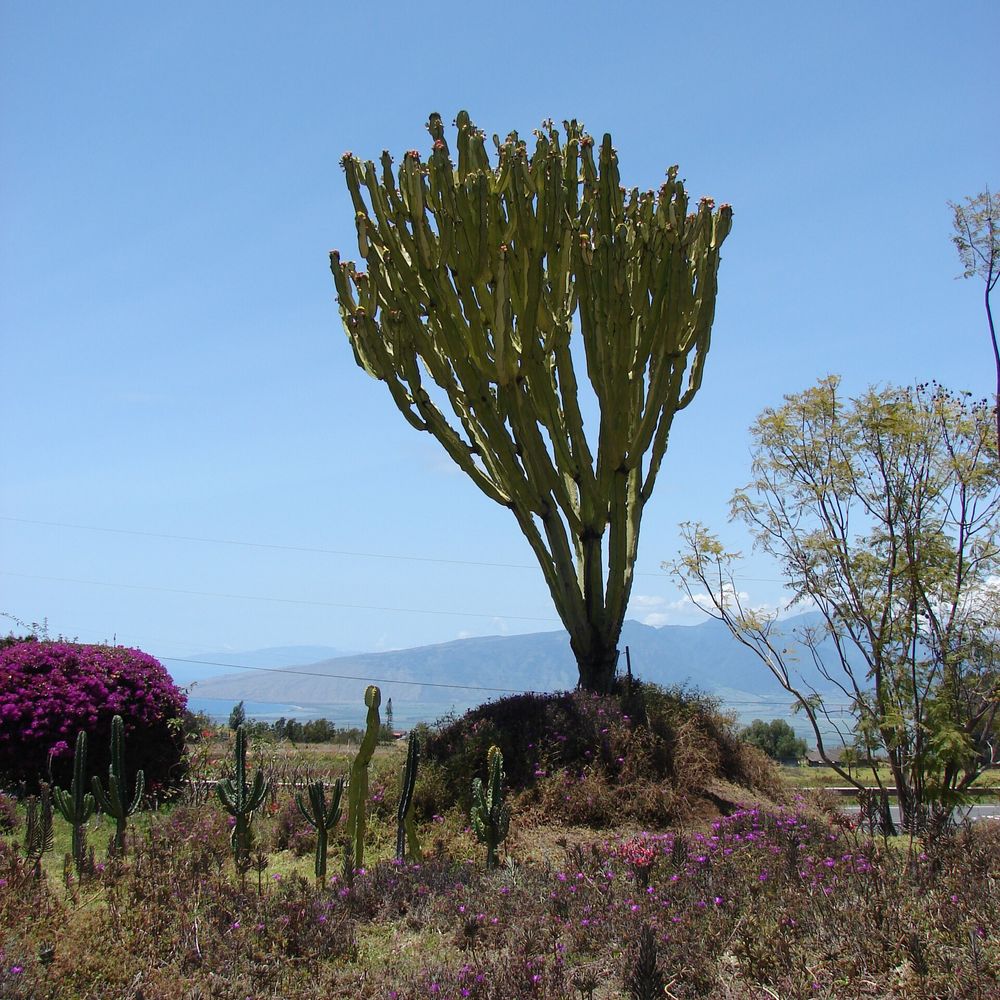 Euphorbia ammak