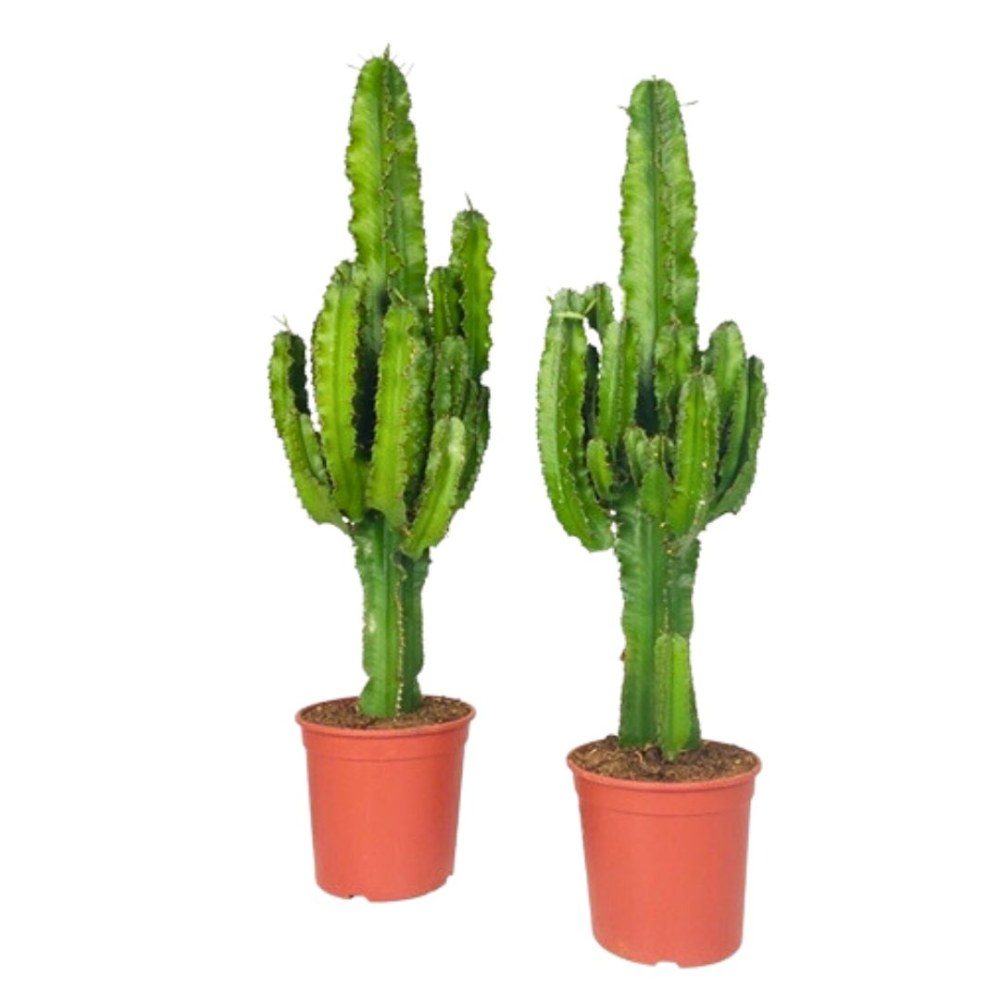 Euphorbia antiquorum