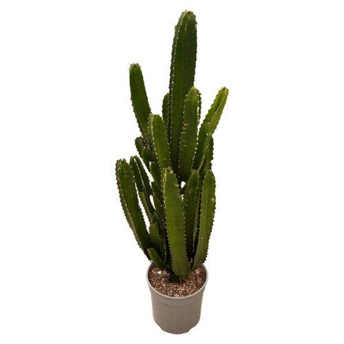Euphorbia candelabrum