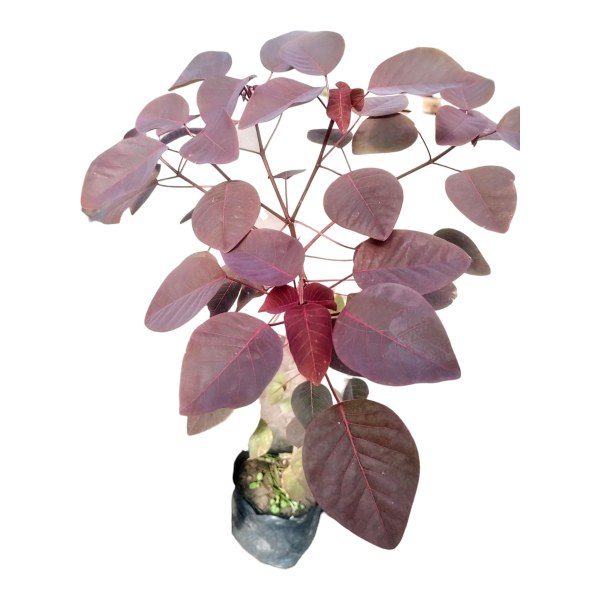 Euphorbia cotinifolia