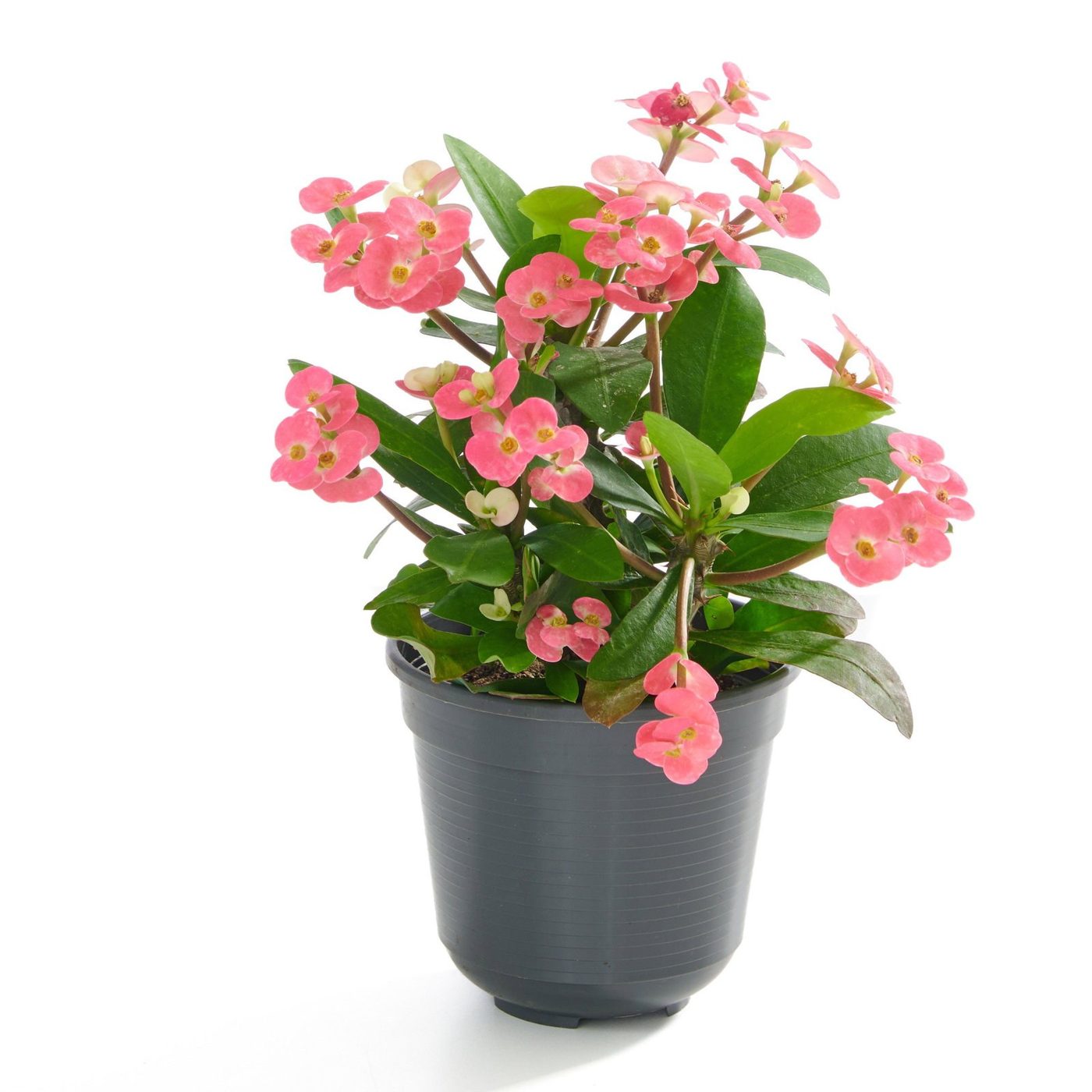 Euphorbia mili