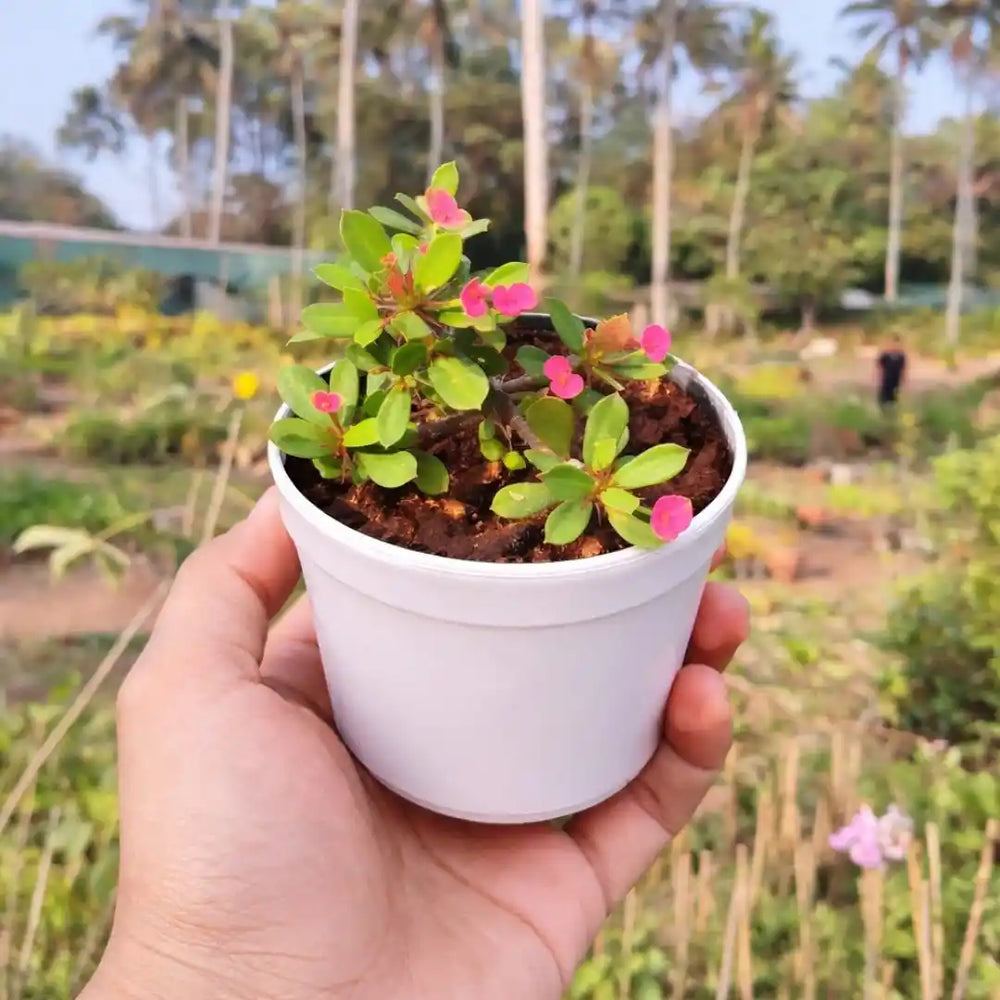 Euphorbia milii