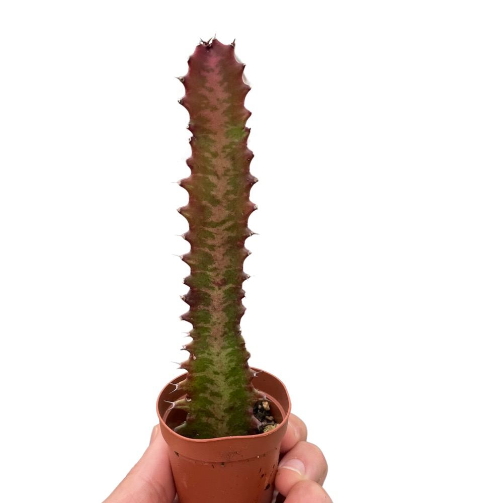 Euphorbia trigona
