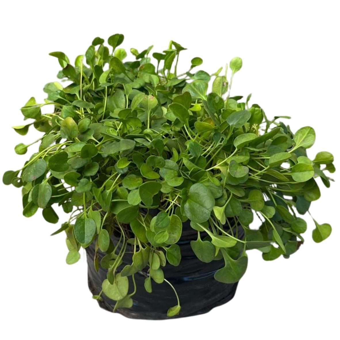 Falkia repens