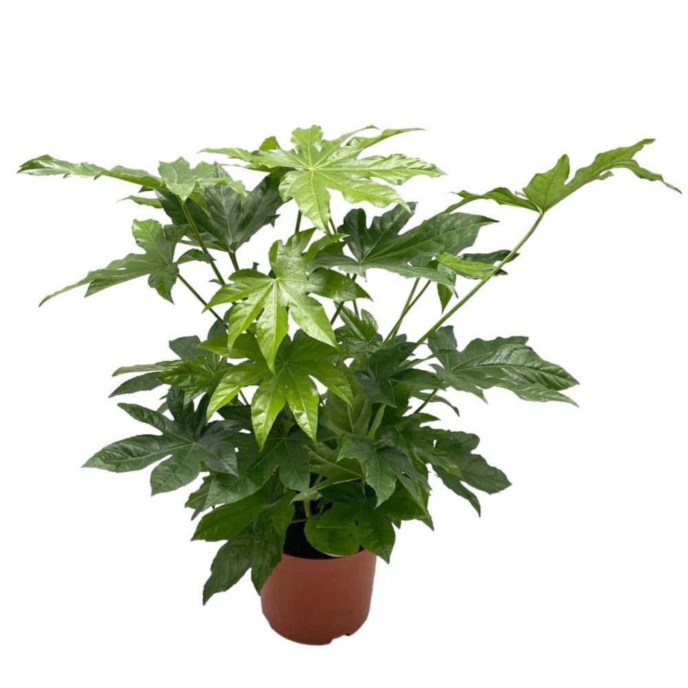 Fatsia japonica