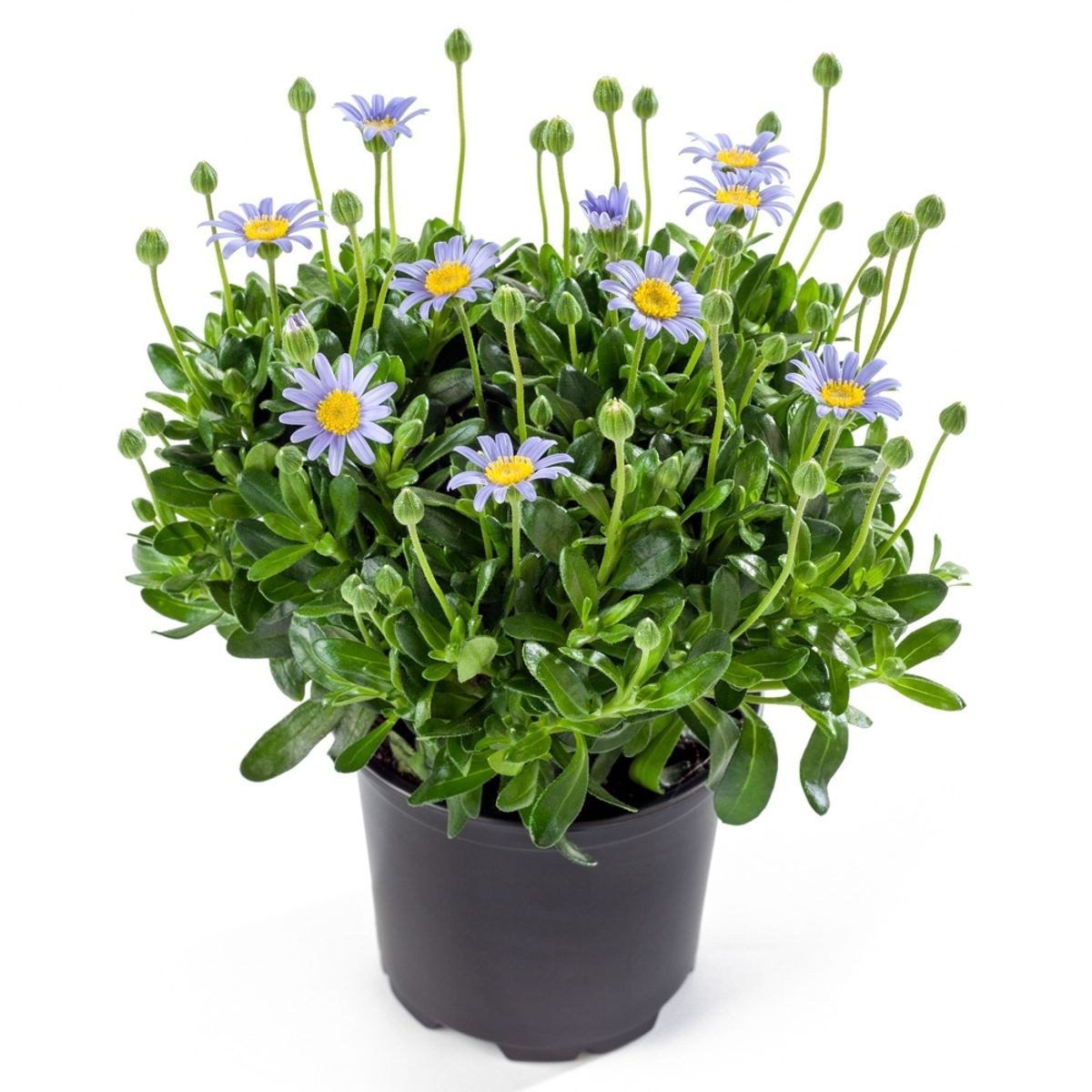 Felicia amelloides