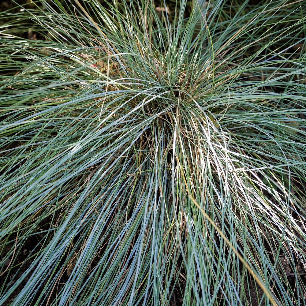 Festuca glauca