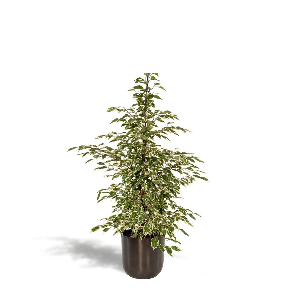 Ficus benjamina 'Twilight'