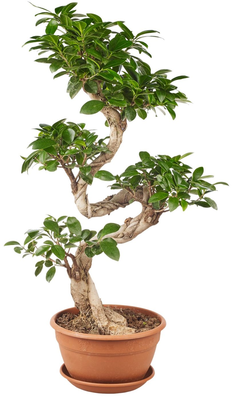 Ficus Bonsai