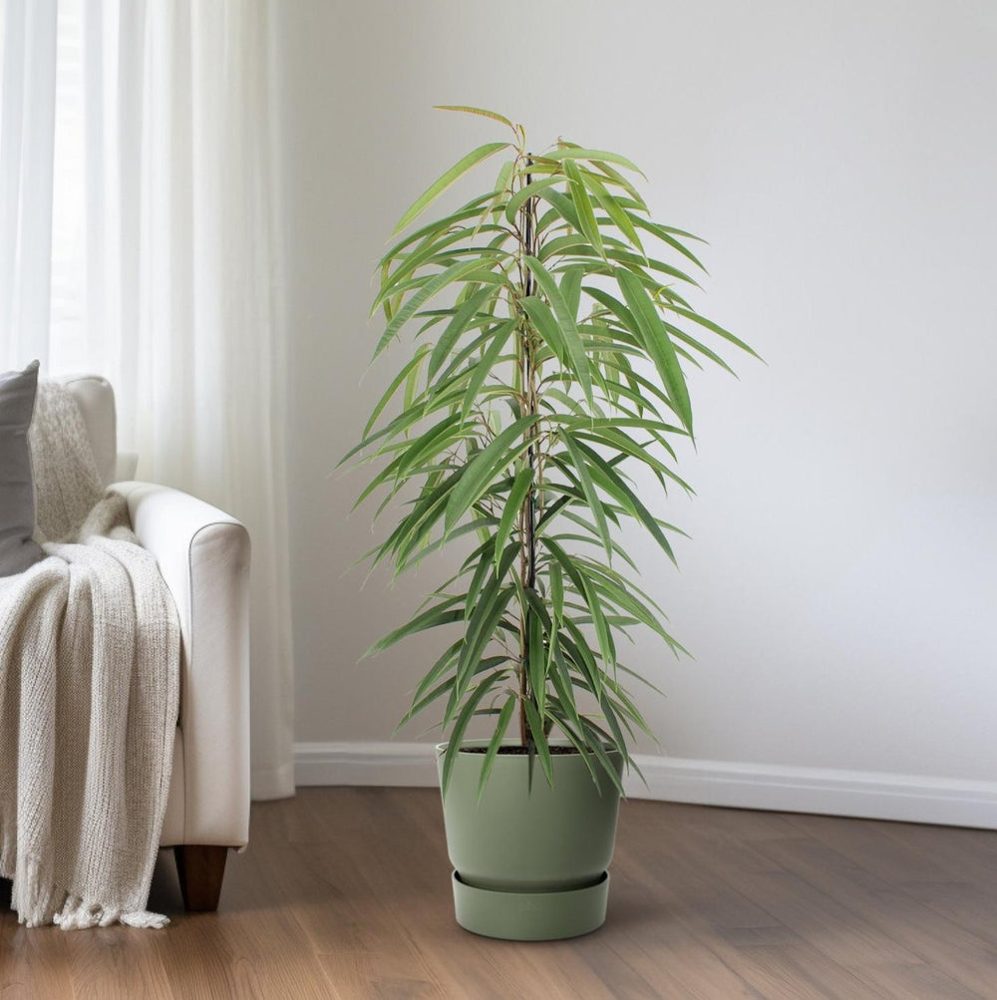 Ficus binnendijkii 'Alii'