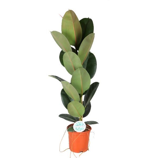 Ficus elastica 'Robusta'