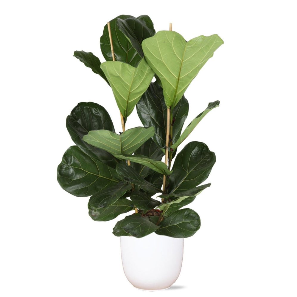 Ficus lyrata