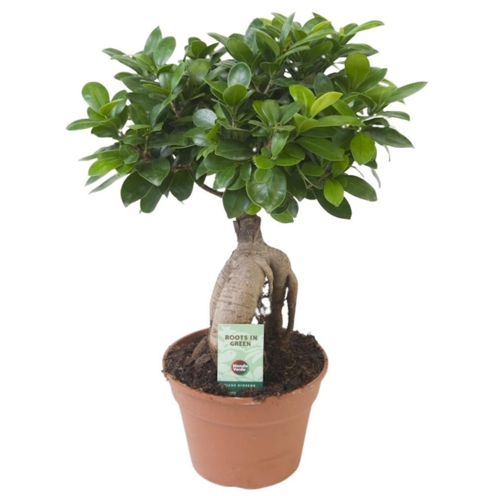 Ficus microcarpa 'Ginseng'