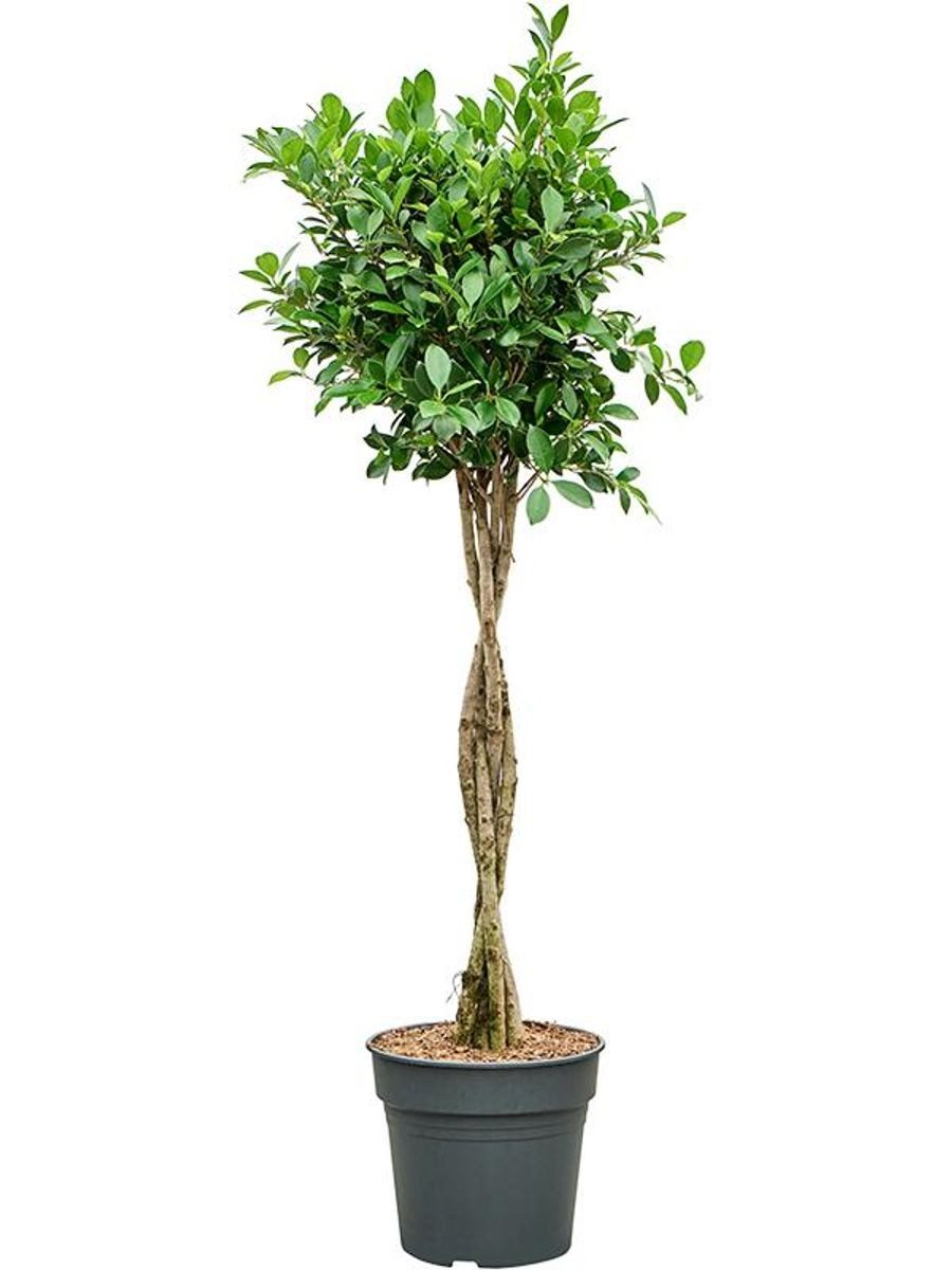Ficus nitida