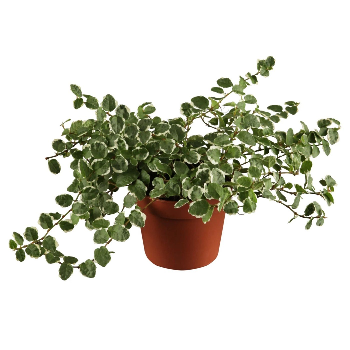 Ficus pumila
