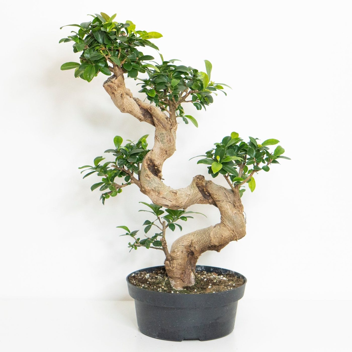 Ficus Retusa vert Bonsai