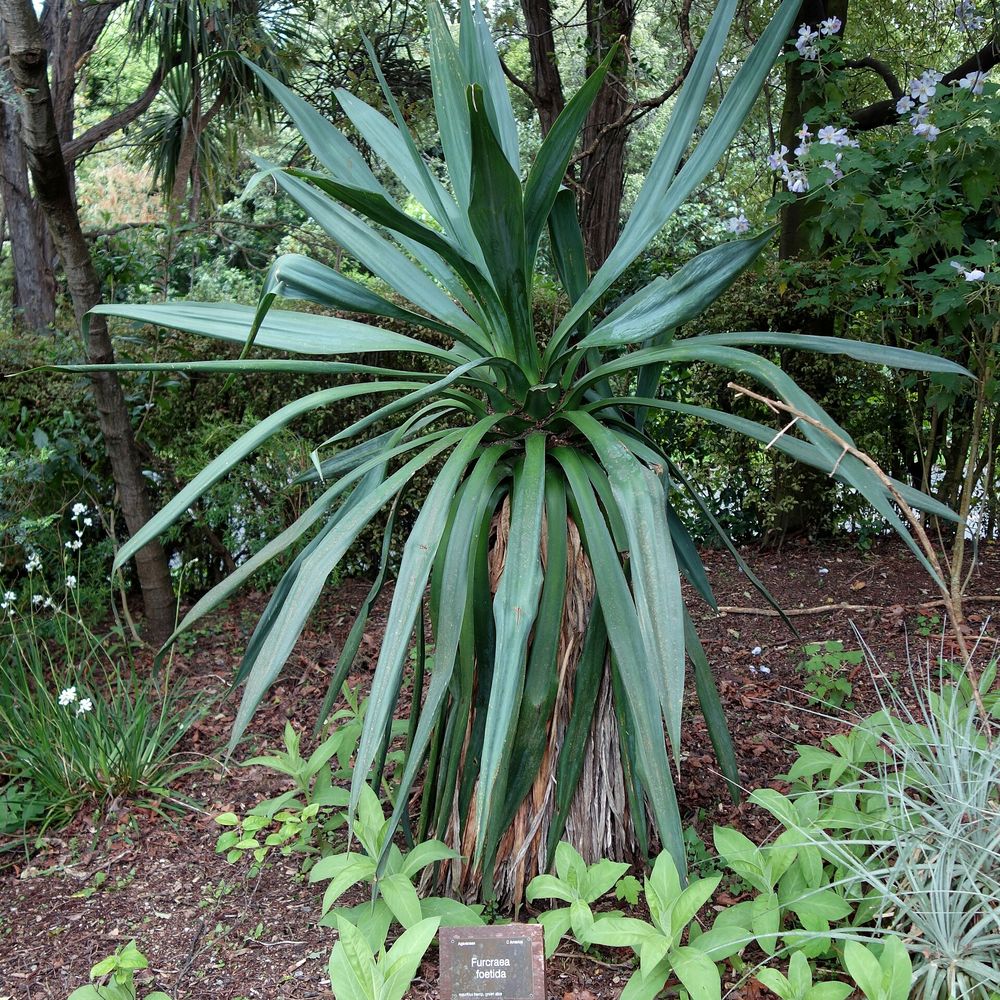 Furcraea foetida