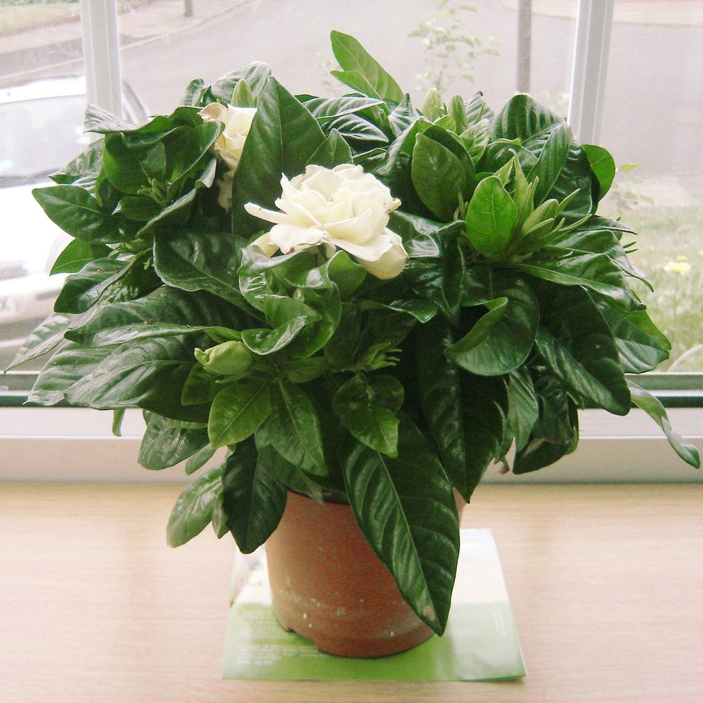 Gardenia jasminoides