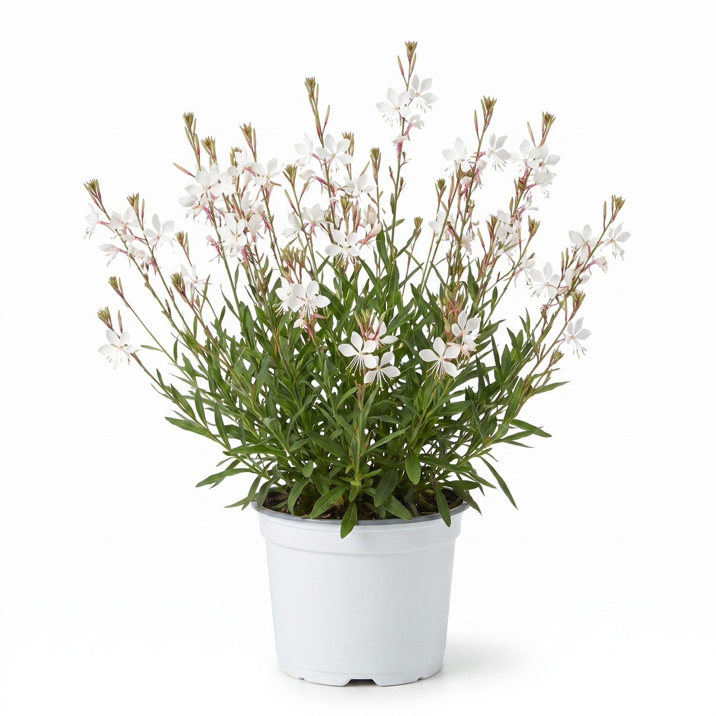 Gaura lindheimeri 'Whirling Butterflies'