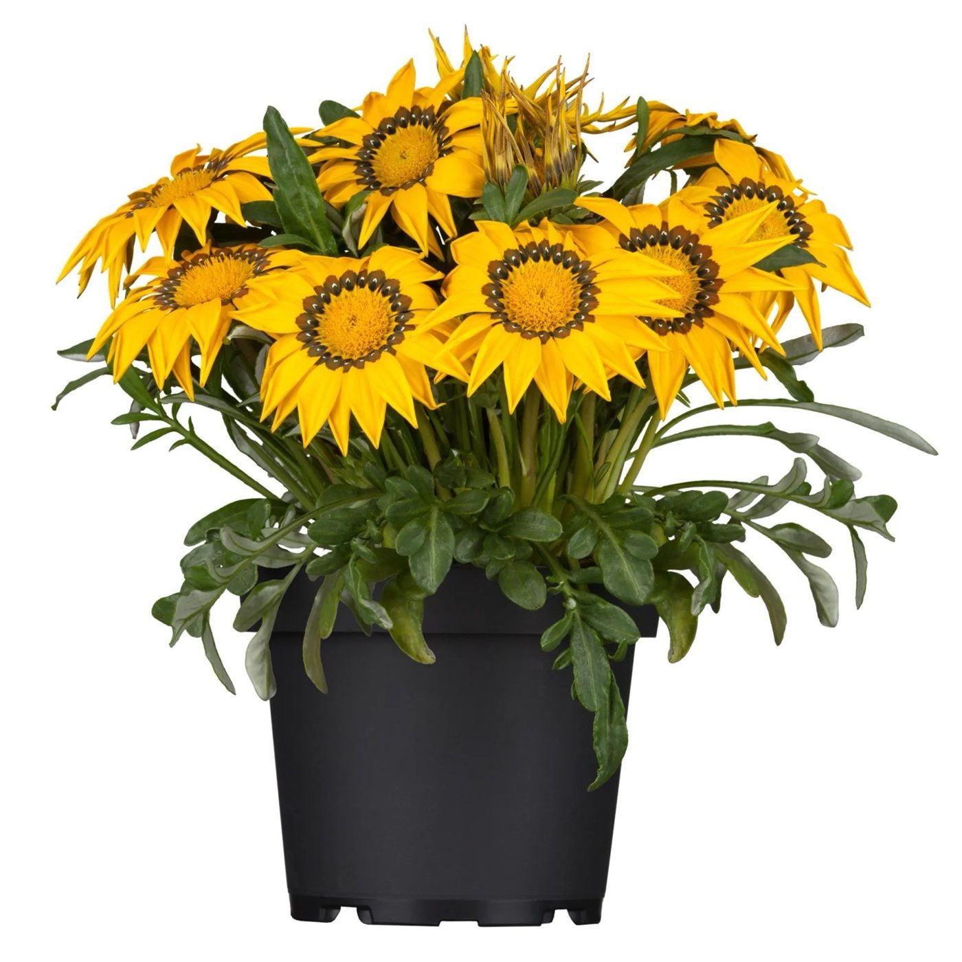 Gazania rigens