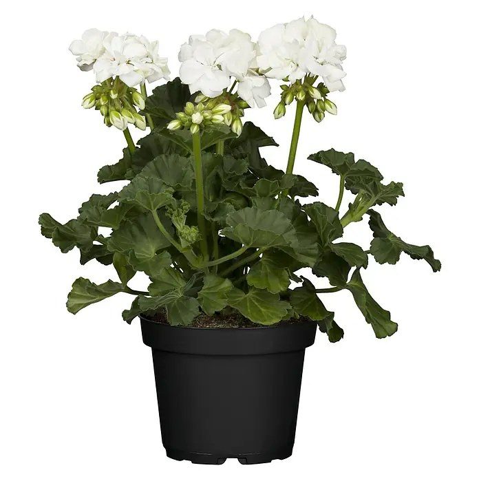 Geranium 'blanc'