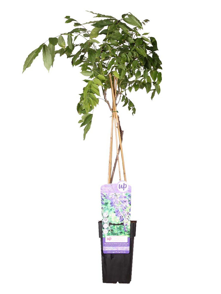 Glycine