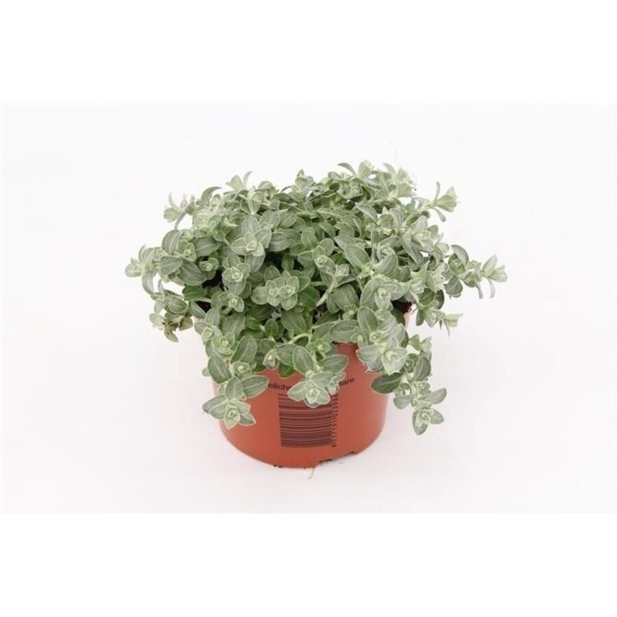 Gnaphalium