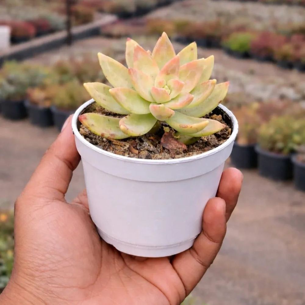 Graptosedum ‘California Sunset’