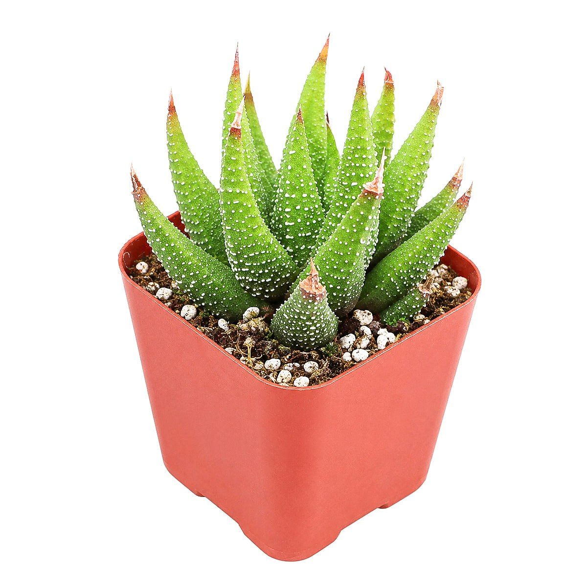 Haworthia attenuata
