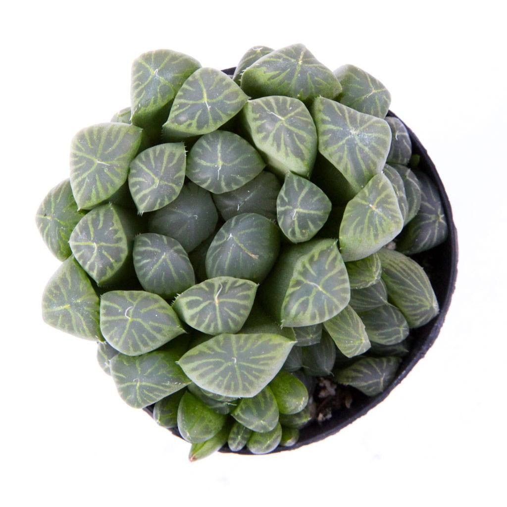 Haworthia cooperi