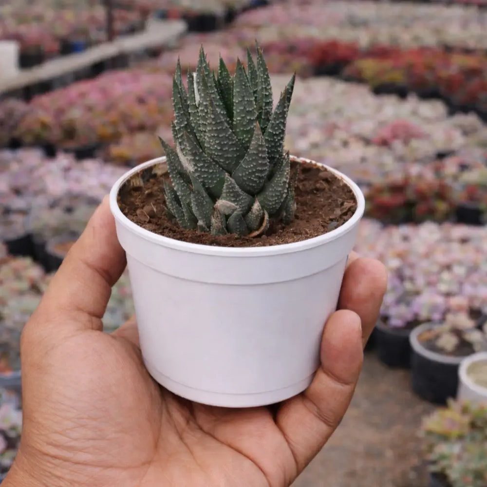 Haworthiopsis fasciata