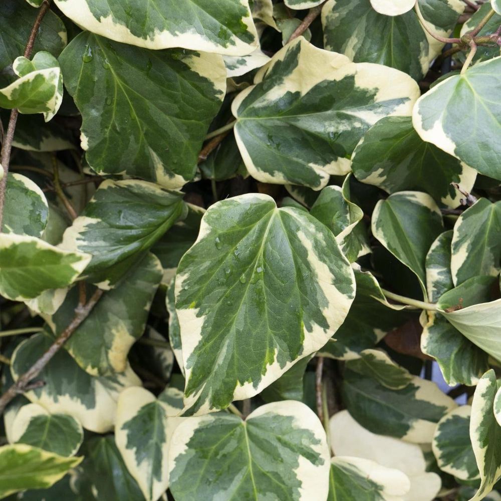 Hedera colchica 'Dentata Variegata'
