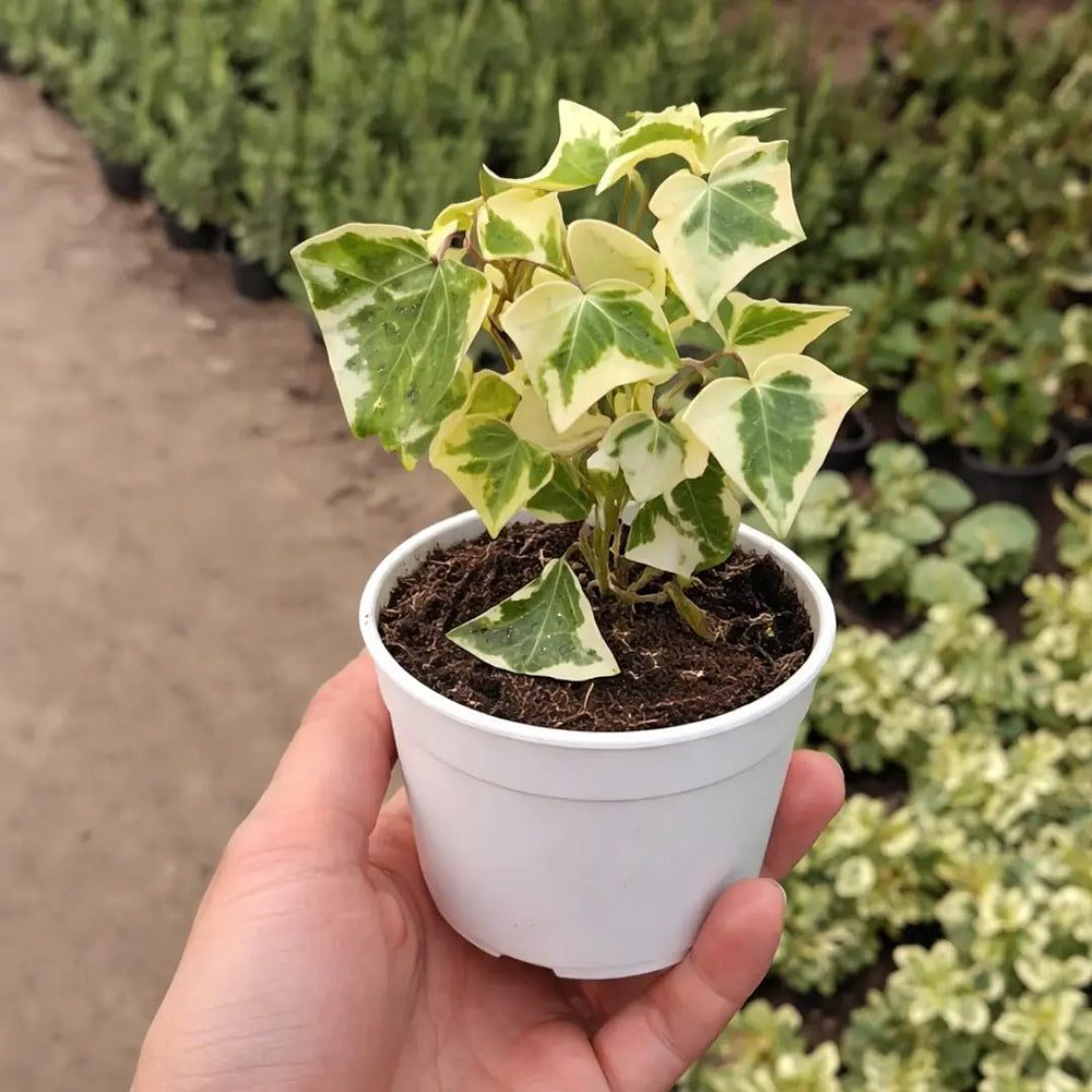 Hedera helix