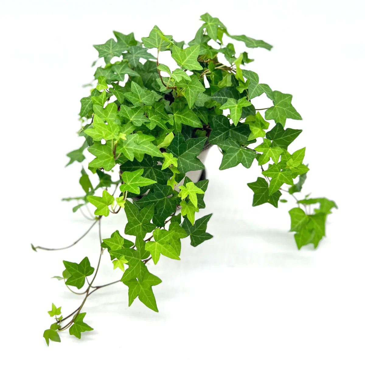 Hedera microphylla