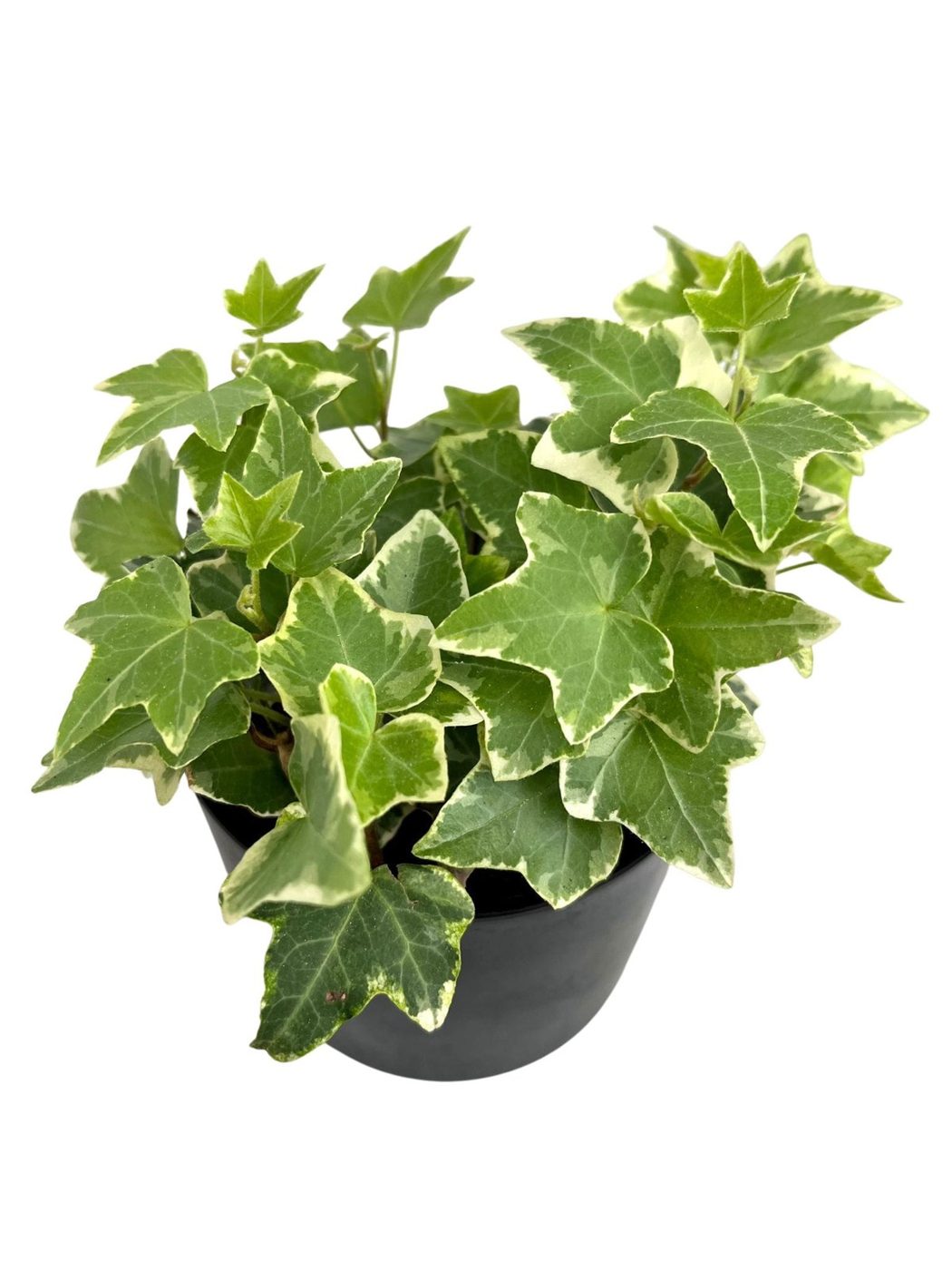 Hedera microphylla 'variegata'