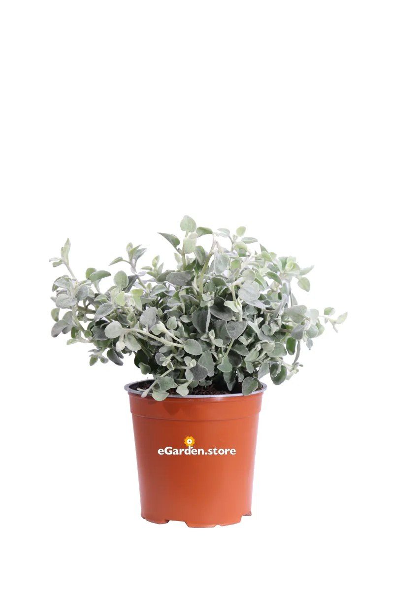 Helichrysum petiolare 'boule'