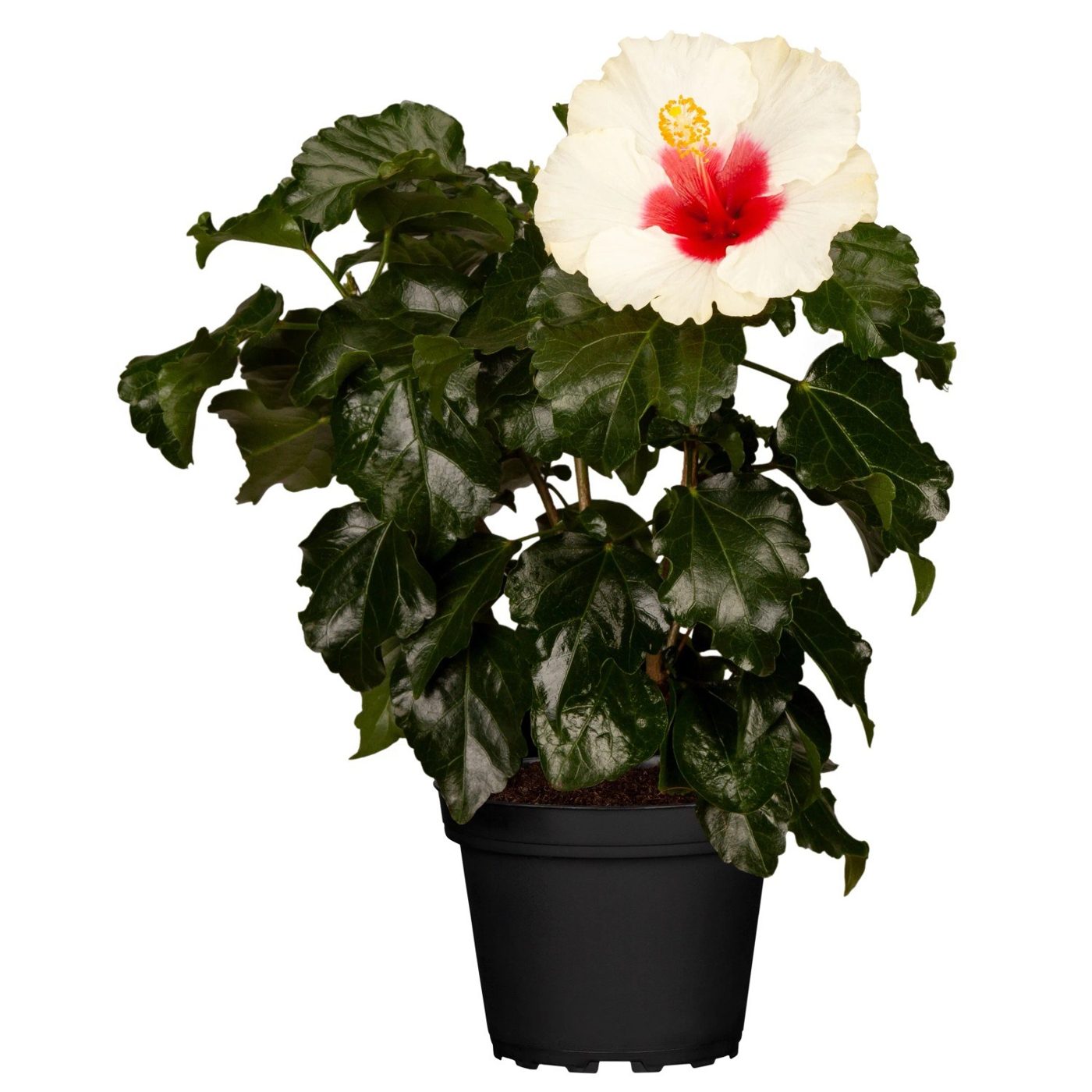 Hibiscus rosa-sinensis