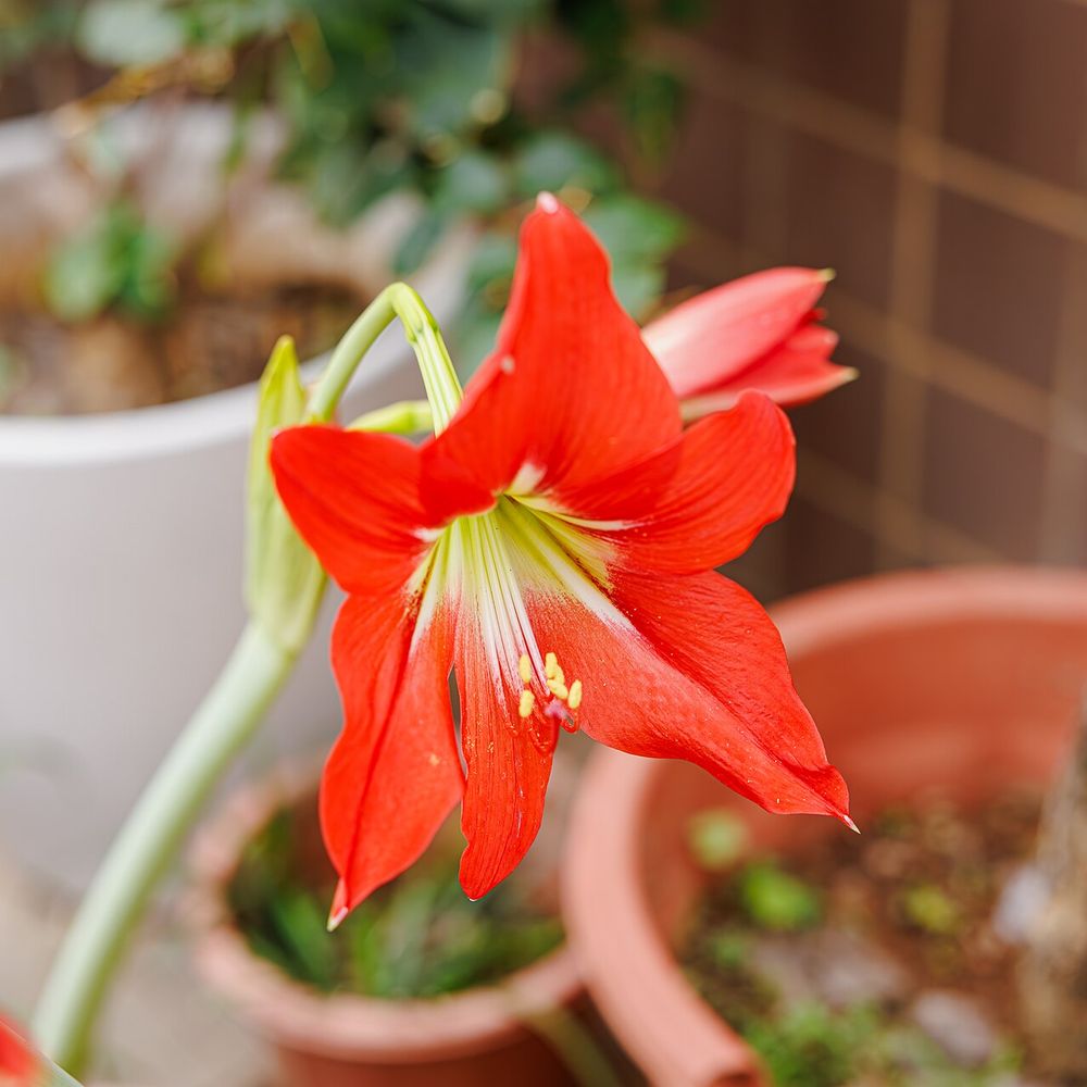 Hippeastrum