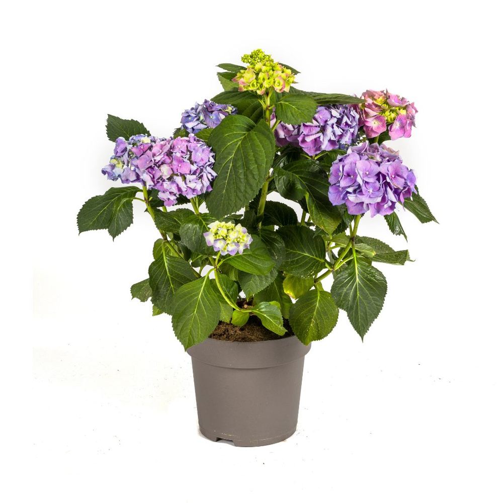 Hydrangea macrophylla